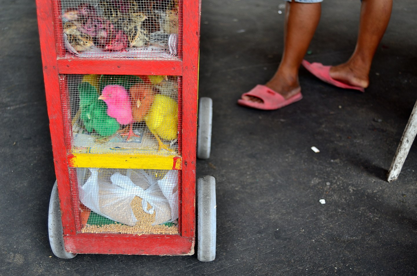 taxilogue - Philippines _ coloured chicken in Manila